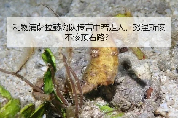 利物浦萨拉赫离队传言中若走人，努涅斯该不该顶右路？